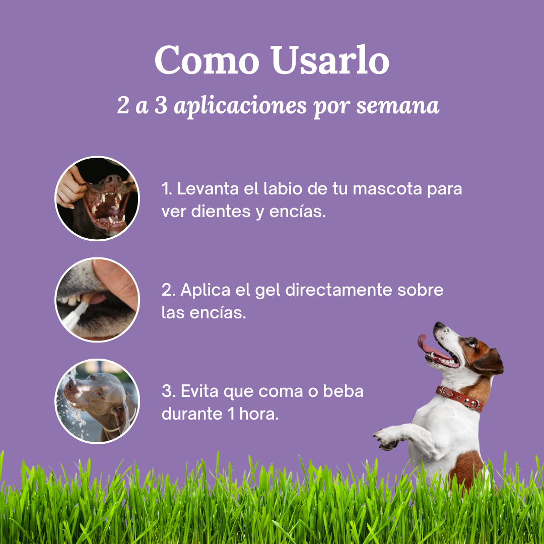 La forma más fácil de cuidar los dientes de tu perro… antes de que aparezcan los problemas.