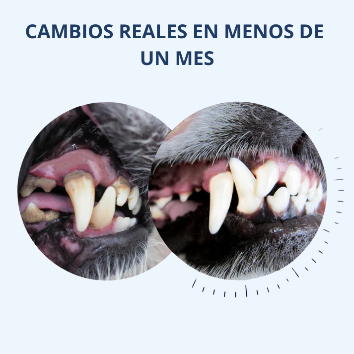 Osso a 360° DentiCool: mastica, pulisce e diverte