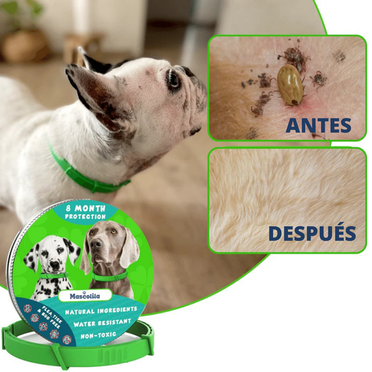 Collar Antipulgas 8 Meses